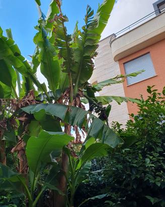 piante e albero banano