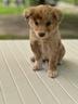 cuccioli-di-border-collie