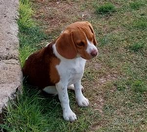 Beagle 