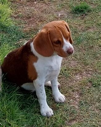 Beagle 