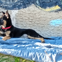 Cucciola pastore tedesco