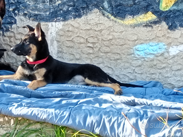 Cucciola pastore tedesco