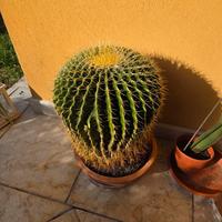 Echinocactus grusoni o "cuscino della suocera"