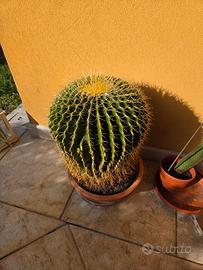 Echinocactus grusoni o "cuscino della suocera"