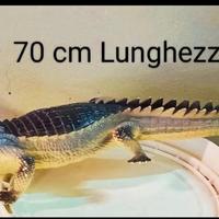 Dinosauri coccodrillo