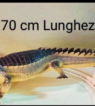 Dinosauri coccodrillo