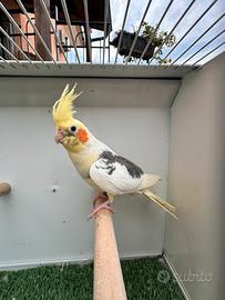 Calopsite pappagalli