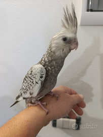 Calopsite allevato a mano