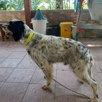 Setter