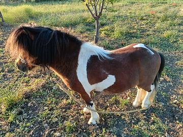 Mini pony falabella