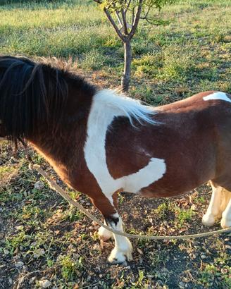 Mini pony falabella