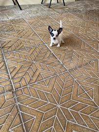 Ultimo cucciolo di chihuahua toy