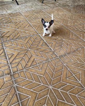 Ultimo cucciolo di chihuahua toy