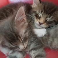 Cuccioli Maine Coon XXL