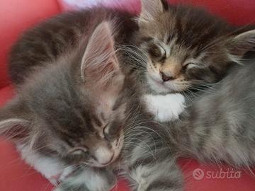 Cuccioli Maine Coon XXL