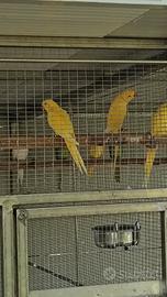Parrocchetti dal collare