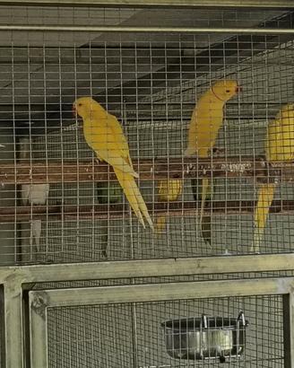 Parrocchetti dal collare