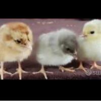 PULCINI , galline WYANDOTTE, Amrok su prenotazione