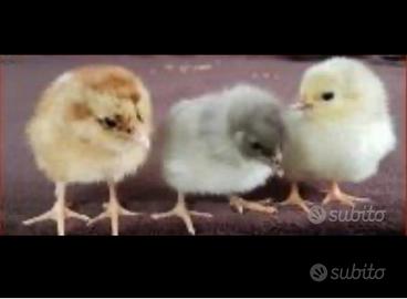 PULCINI , galline WYANDOTTE, Amrok su prenotazione