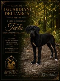 cucciola di alano