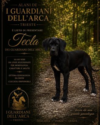 cucciola di alano