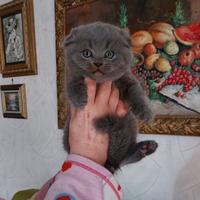 Scottish fold è straight