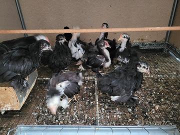 galline