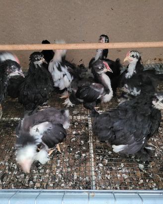 galline