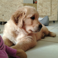 Cuccioli di golden retriver