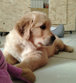 Cuccioli di golden retriver