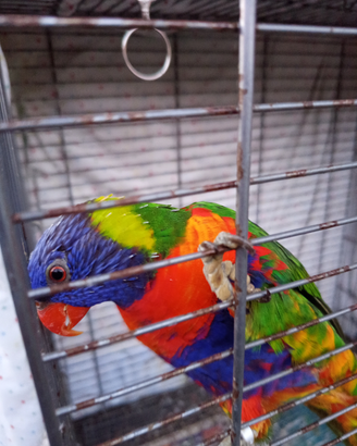 Lori arcobaleno