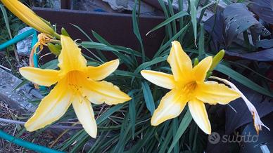 Piantina di emerocallis giallo