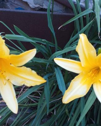 Piantina di emerocallis giallo