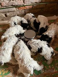 Lagotto Romagnolo