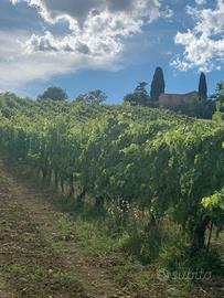 uva da vino