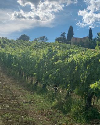 uva da vino