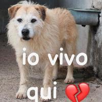 MILO 6 ANNI 15/16 KG taglia media piccola