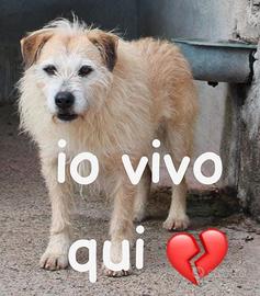 MILO 6 ANNI 15/16 KG taglia media piccola