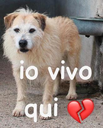 MILO 6 ANNI 15/16 KG taglia media piccola