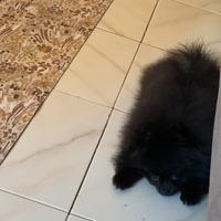 Spitz nano di Pomerania