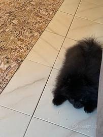 Spitz nano di Pomerania