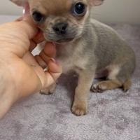 Cuccioli di Chihuahua mini