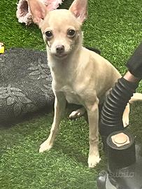 Chihuahua