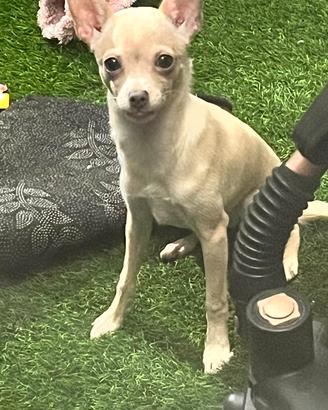 Chihuahua