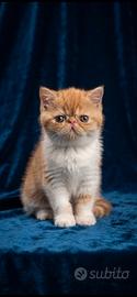 Gatti Persiani e Exotic cuccioli