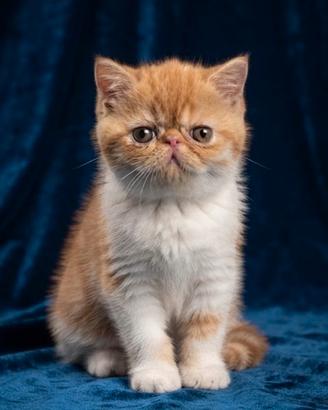 Gatti Persiani e Exotic cuccioli