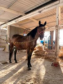 Cavalla Appaloosa/Quarter