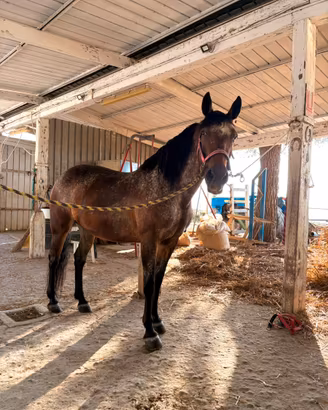 Cavalla Appaloosa/Quarter