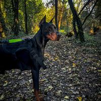 Dobermann Maschio