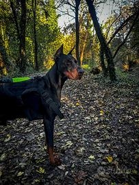 Dobermann Maschio